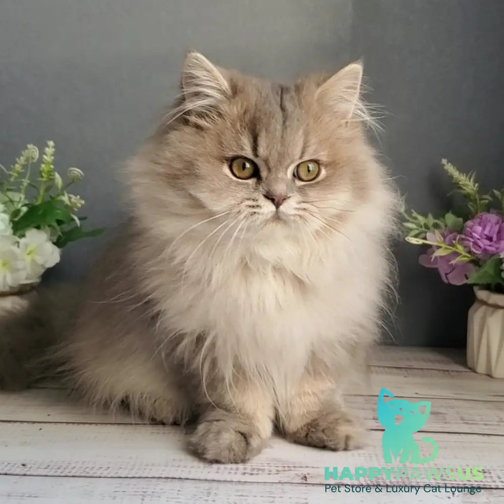Cassie British Longhair female blue golden ticked tabby - live animals