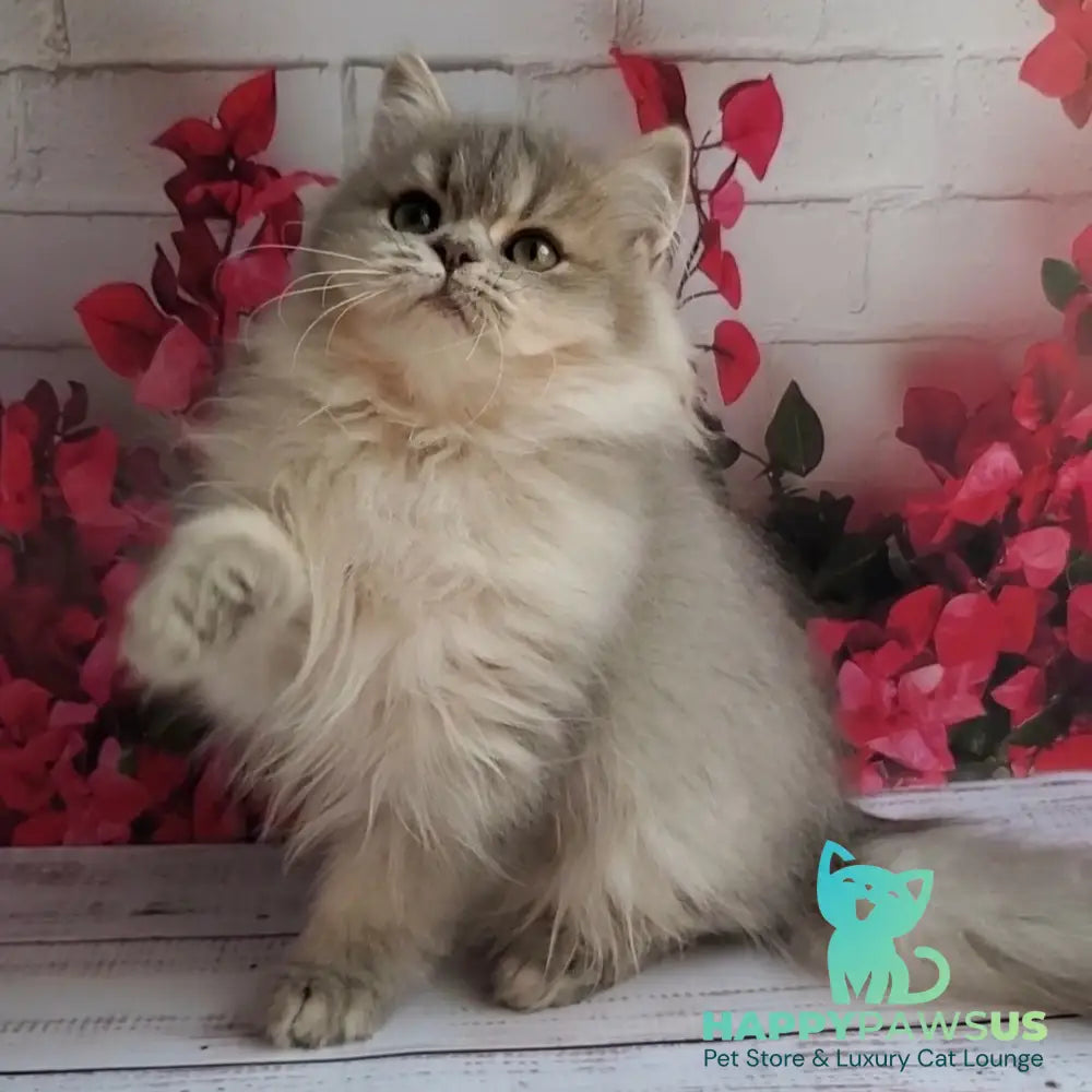 Cassie British Longhair female blue golden ticked tabby - live animals