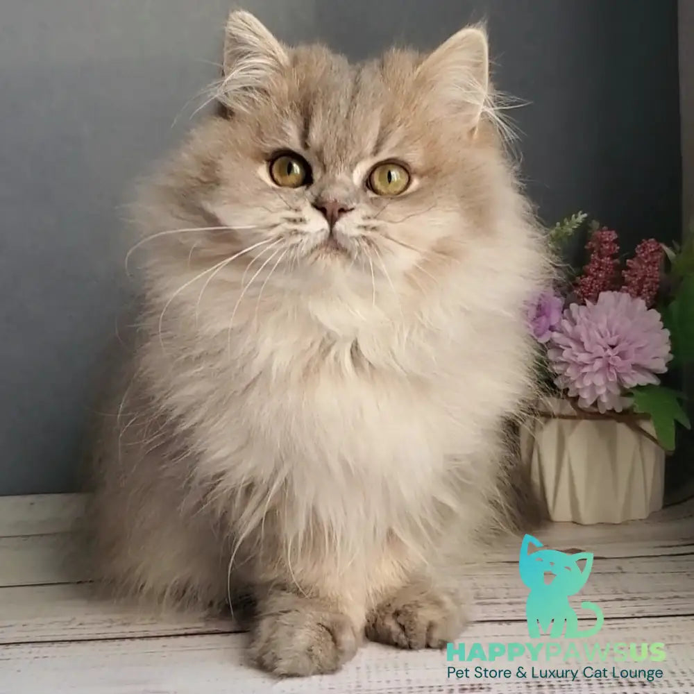 Cassie British Longhair female blue golden ticked tabby - live animals