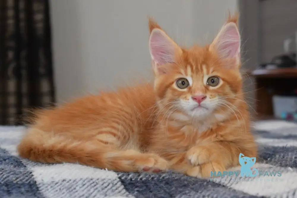 Cassie Maine Coon female red tabby live animals