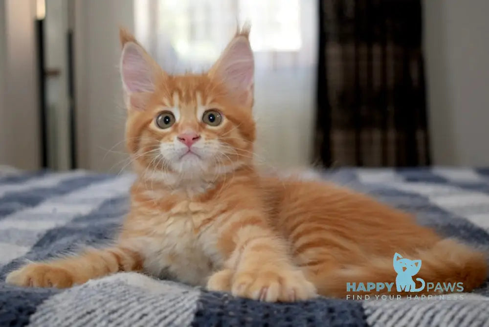 Cassie Maine Coon female red tabby live animals