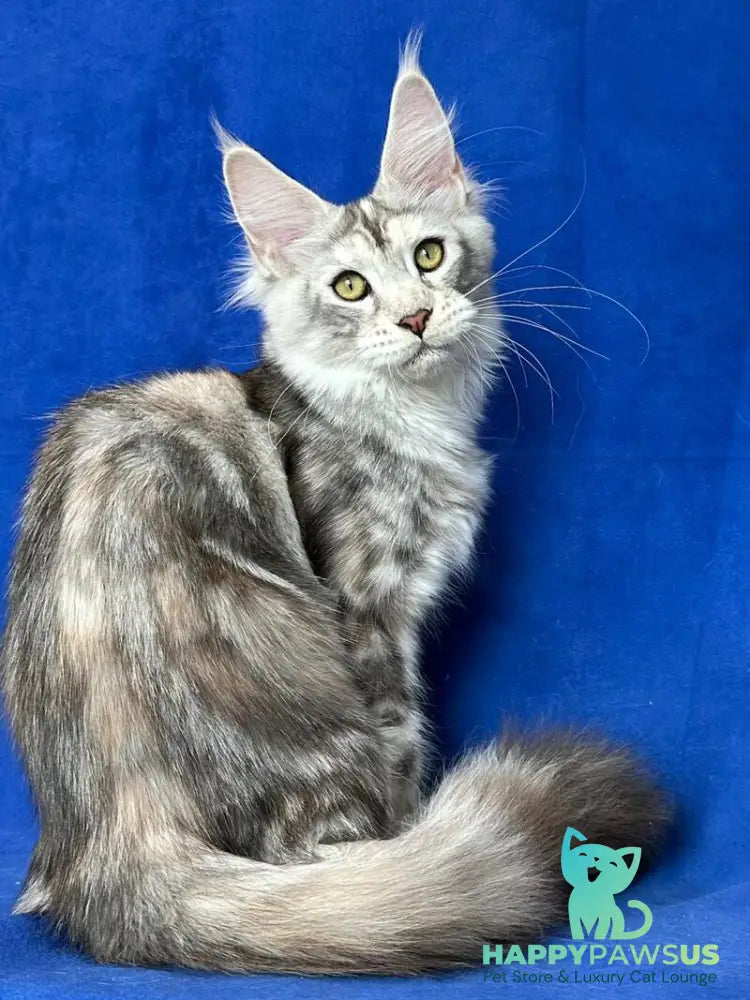 Cassiopeia Maine Coon female black tortie silver tabby - live animals