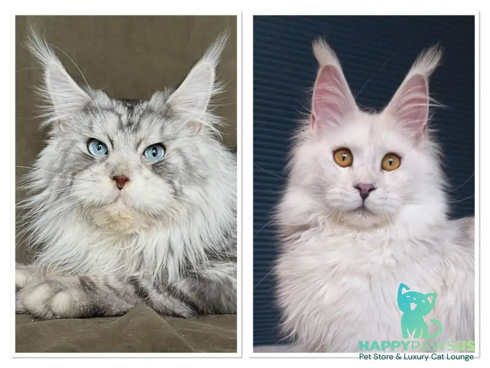 Cassiopeia Maine Coon female black tortie silver tabby - live animals
