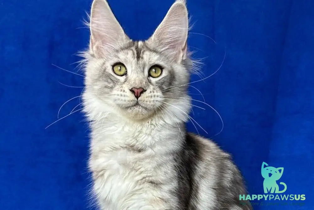 Cassiopeia Maine Coon female black tortie silver tabby - live animals