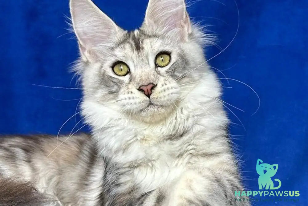 Cassiopeia Maine Coon female black tortie silver tabby - live animals
