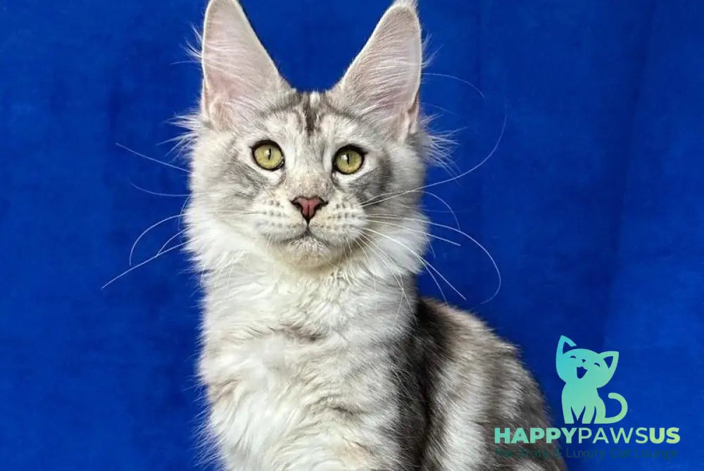 Cassiopeia Maine Coon female black tortie silver tabby - live animals