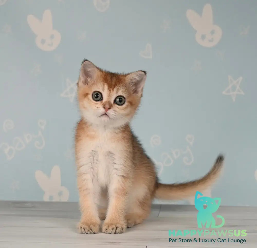 Cassiopeia Scottish Straight female black golden ticked tabby - live animals