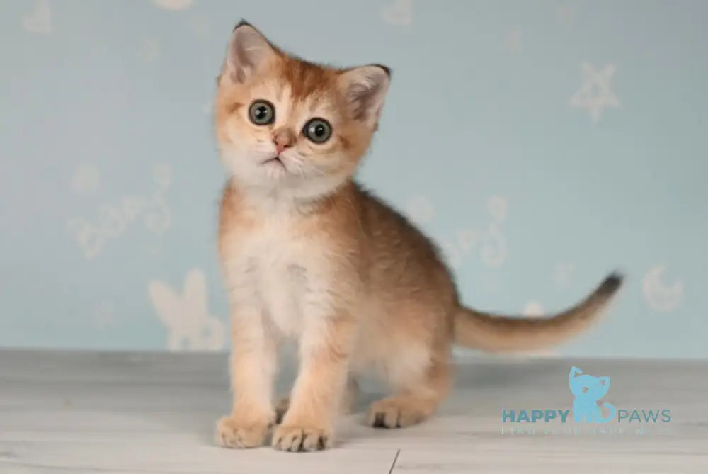 Cassiopeia Scottish Straight female black golden ticked tabby - live animals