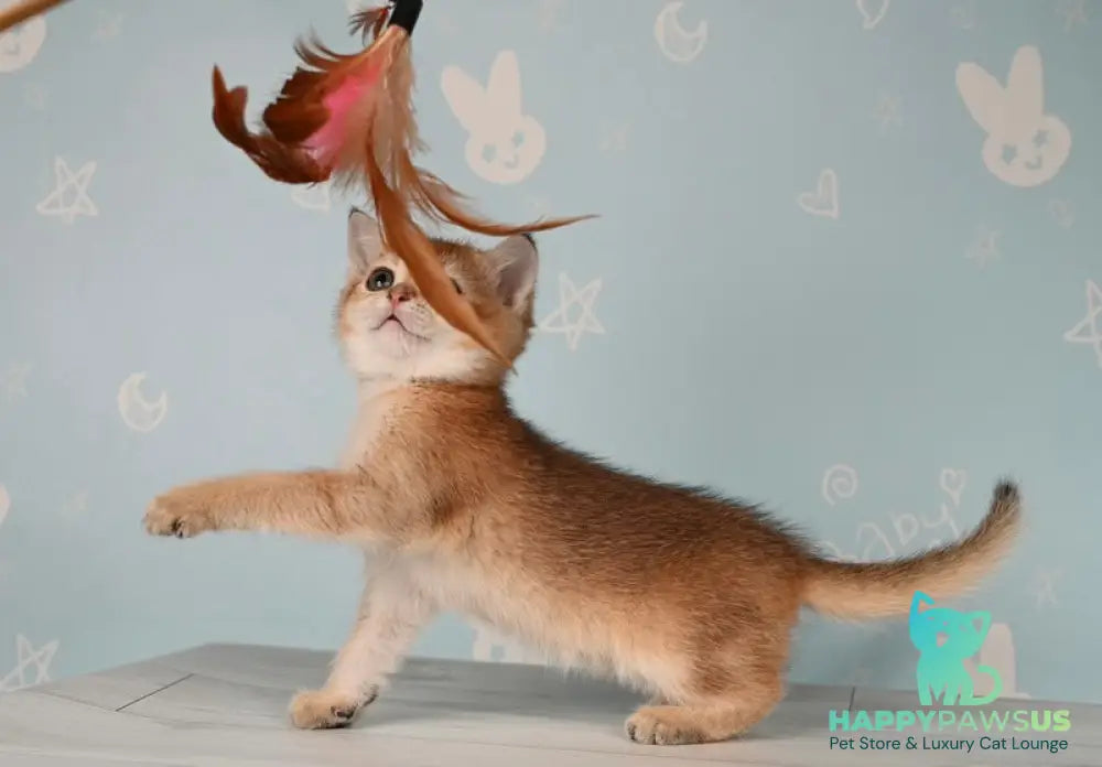 Cassiopeia Scottish Straight female black golden ticked tabby - live animals