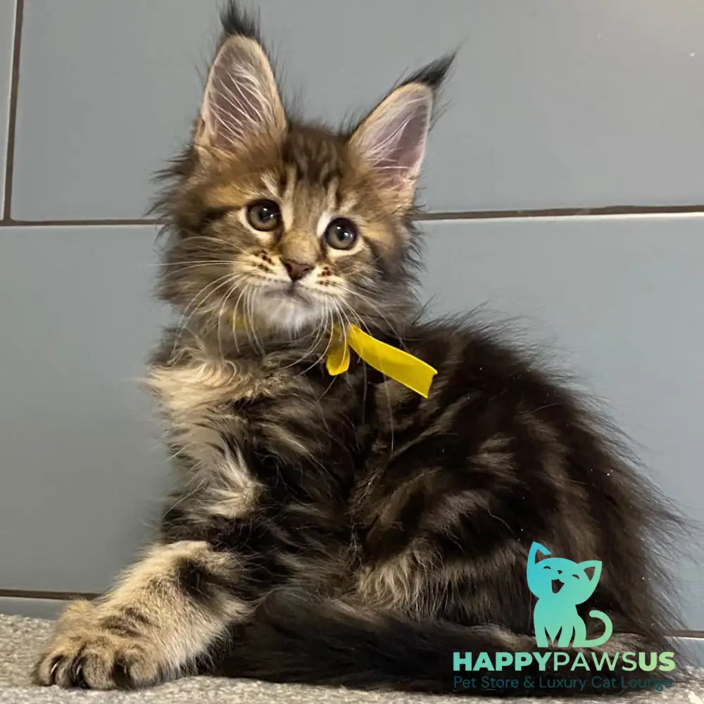 Castle Maine Coon polydactyl 5x6x5x5 female black tabby - live animals