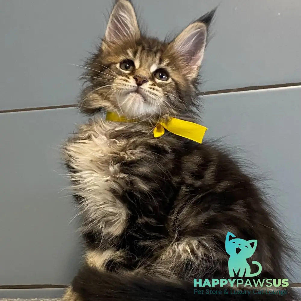 Castle Maine Coon polydactyl 5x6x5x5 female black tabby - live animals