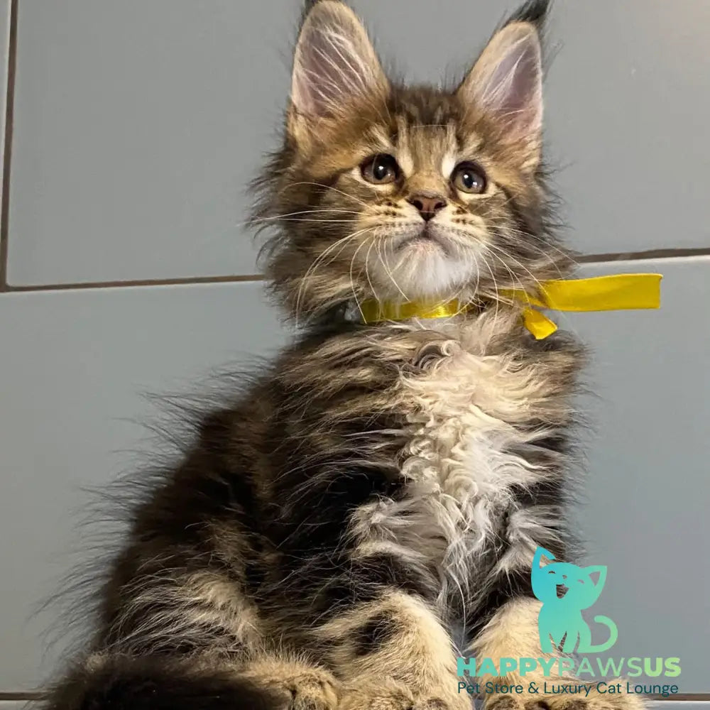 Castle Maine Coon polydactyl 5x6x5x5 female black tabby - live animals