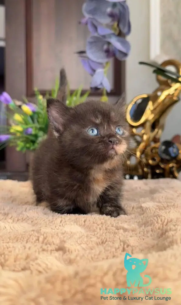 Catalina Munchkin female black tortie - live animals