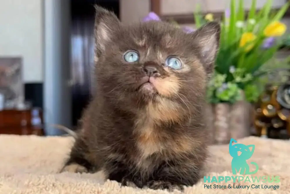Catalina Munchkin female black tortie - live animals