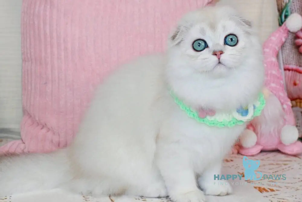 Catalonia Scottish Fold female chocolate silver shaded pointed live animals