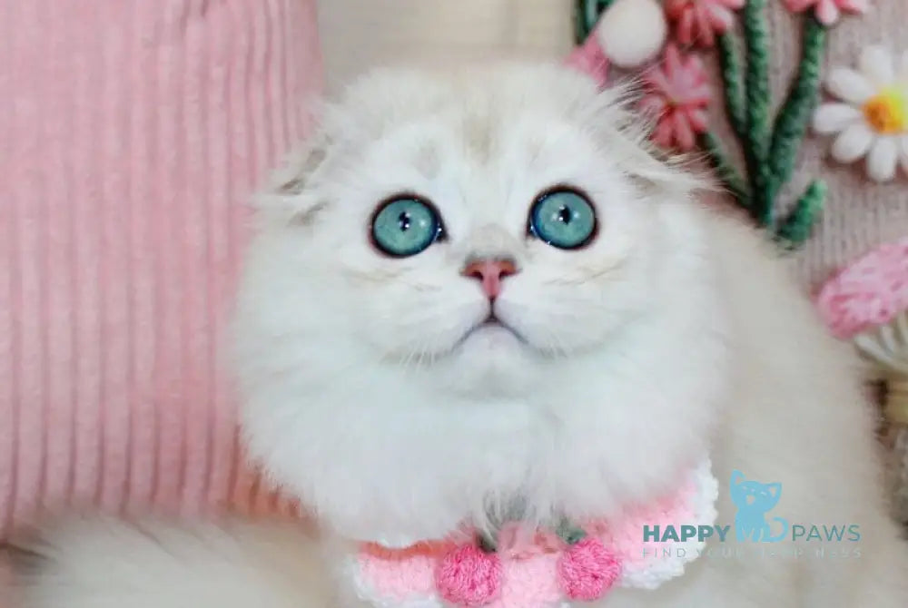 Catalonia Scottish Fold female chocolate silver shaded pointed live animals