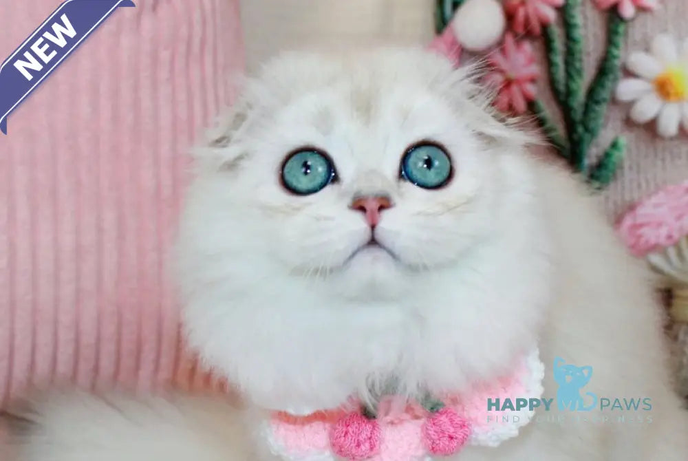 Catalonia Scottish Fold female chocolate silver shaded pointed live animals