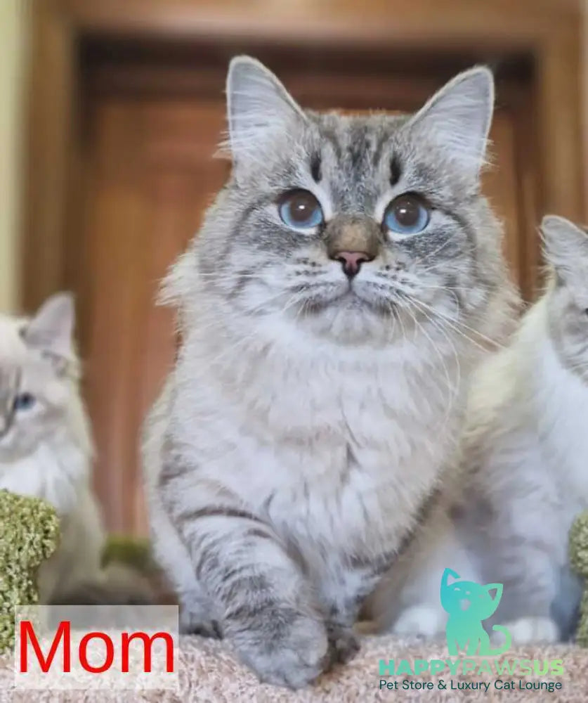 Catherine Siberian female black tabby pointed - live animals
