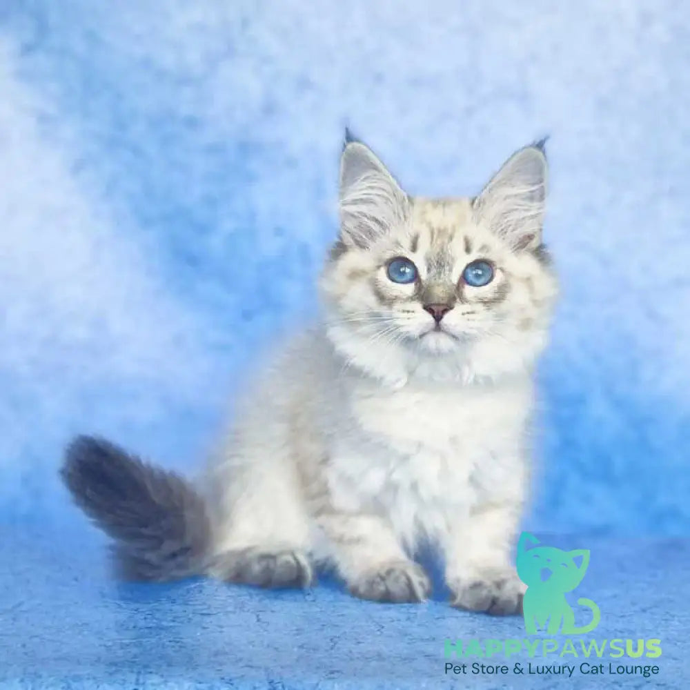 Catherine Siberian female black tabby pointed - live animals