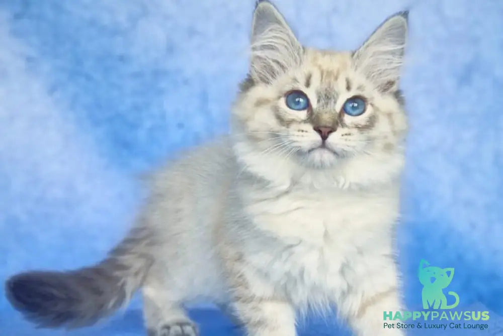 Catherine Siberian female black tabby pointed - live animals
