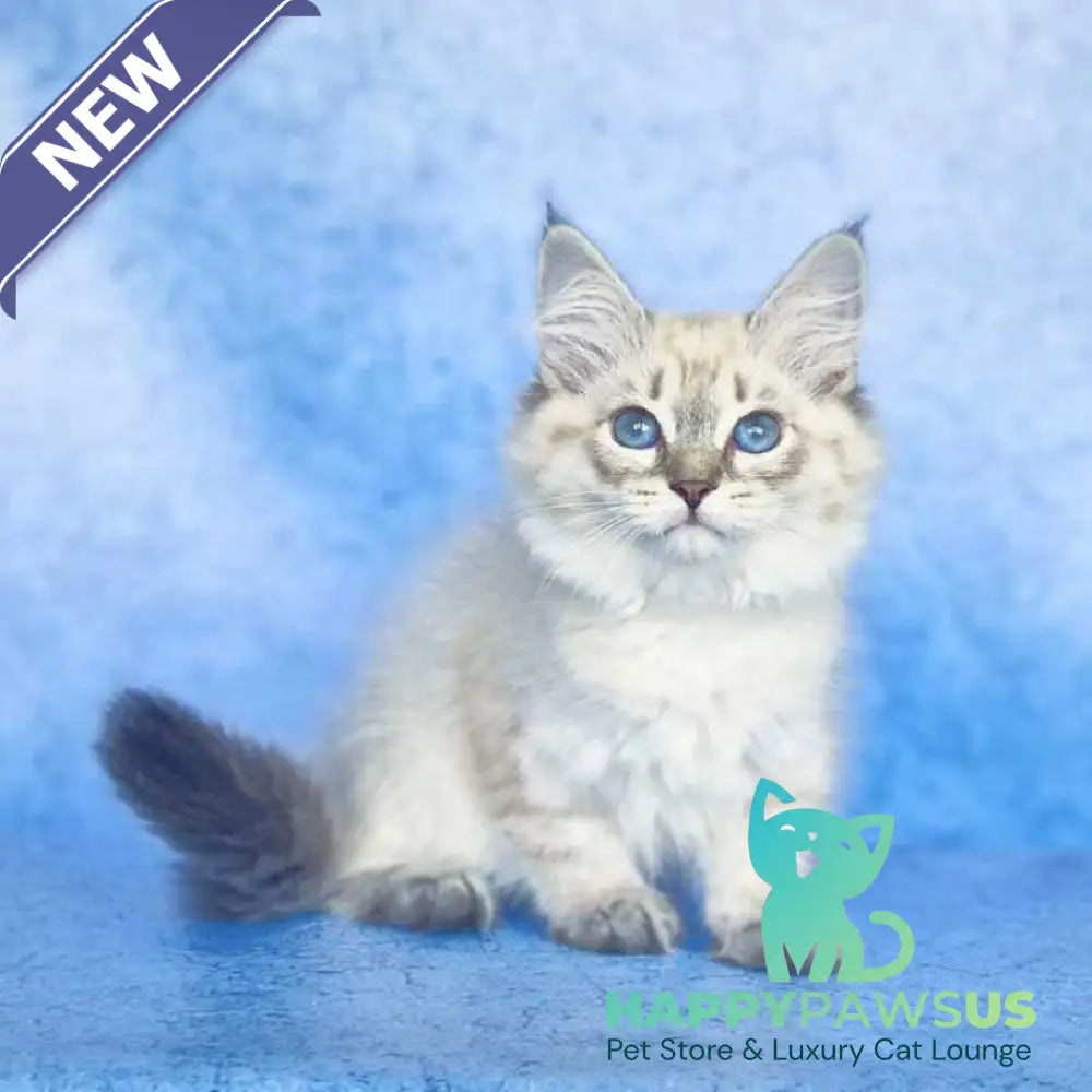 Catherine Siberian female black tabby pointed - live animals