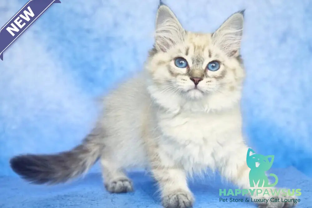 Catherine Siberian female black tabby pointed - live animals