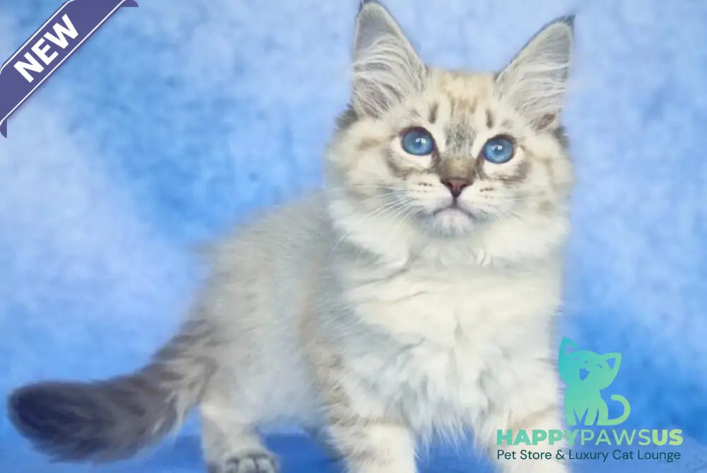 Catherine Siberian female black tabby pointed - live animals