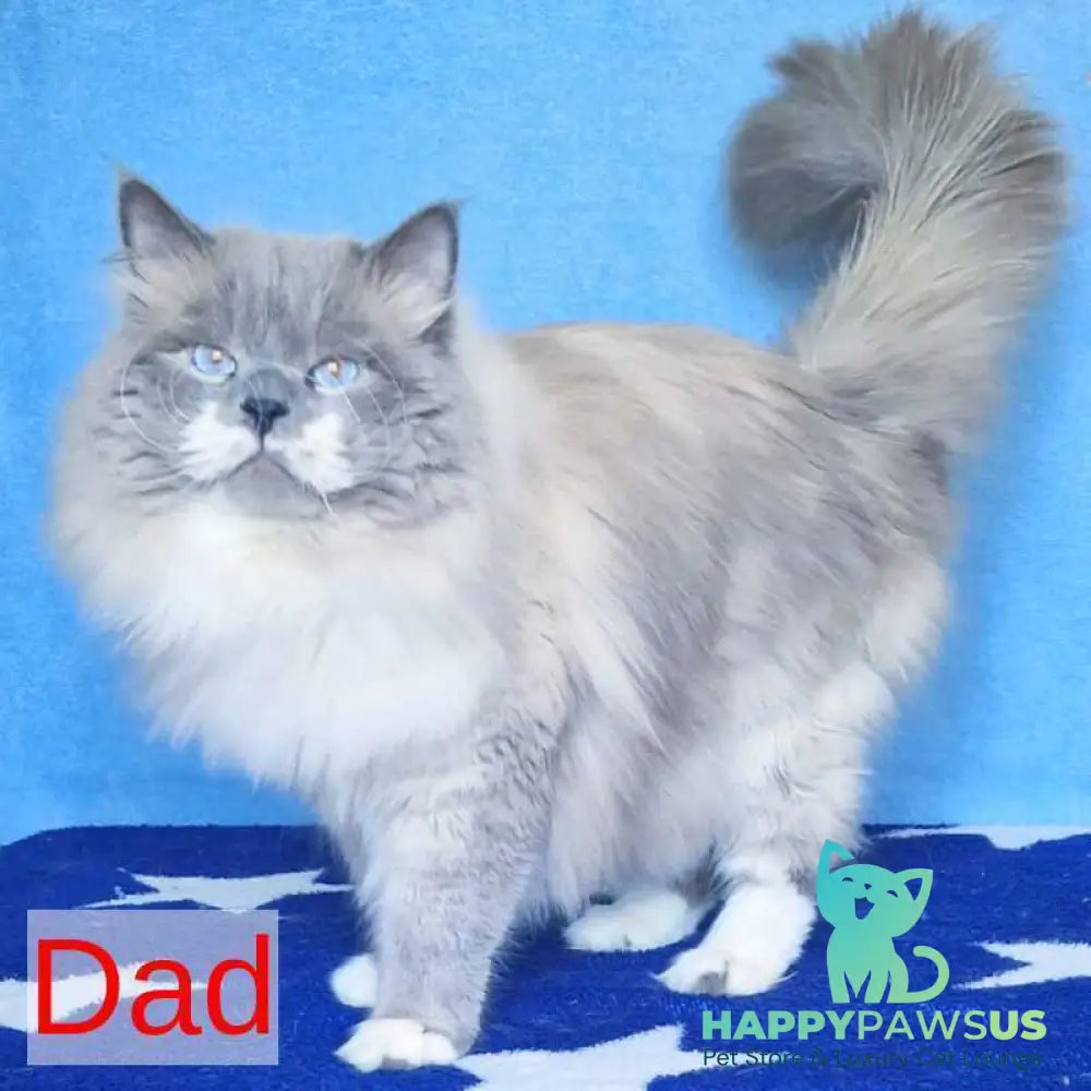 Catherine Siberian female black tabby pointed - live animals