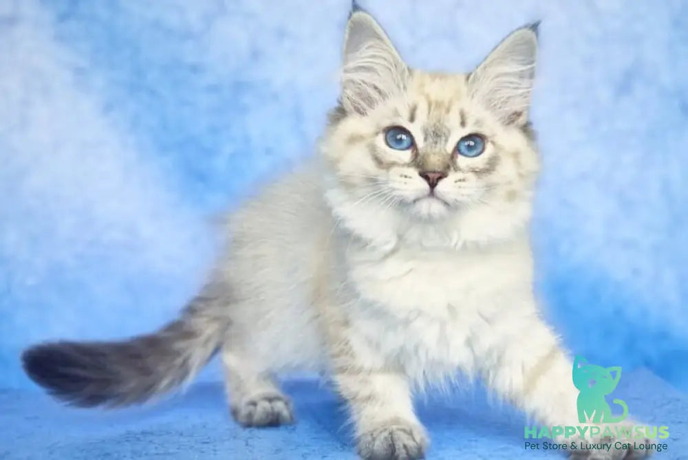 Catherine Siberian female black tabby pointed - live animals