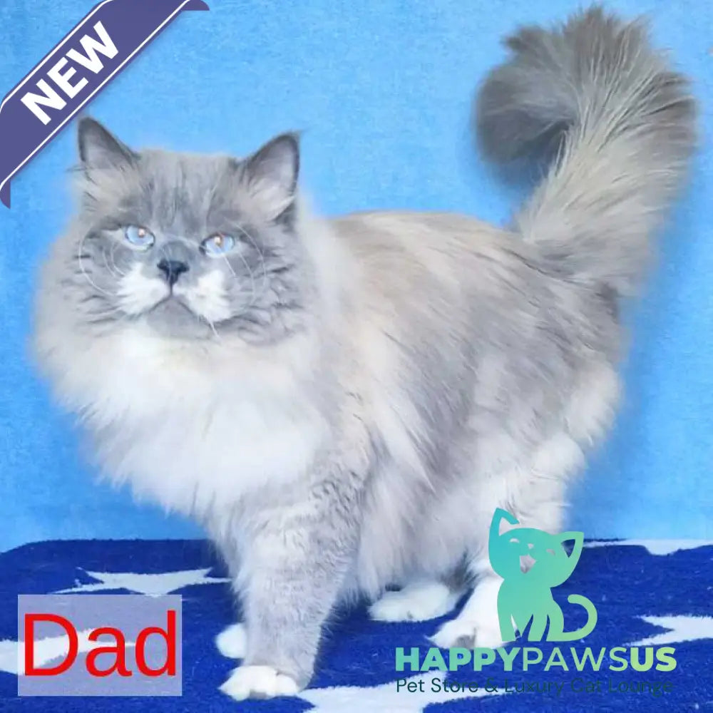 Catherine Siberian female black tabby pointed - live animals