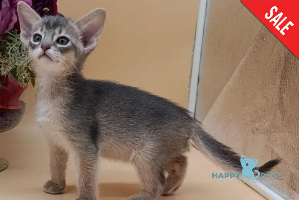 Catrina Abyssinian female blue live animals