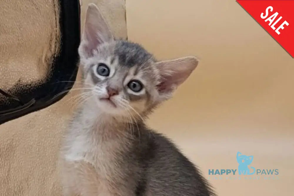 Catrina Abyssinian female blue live animals