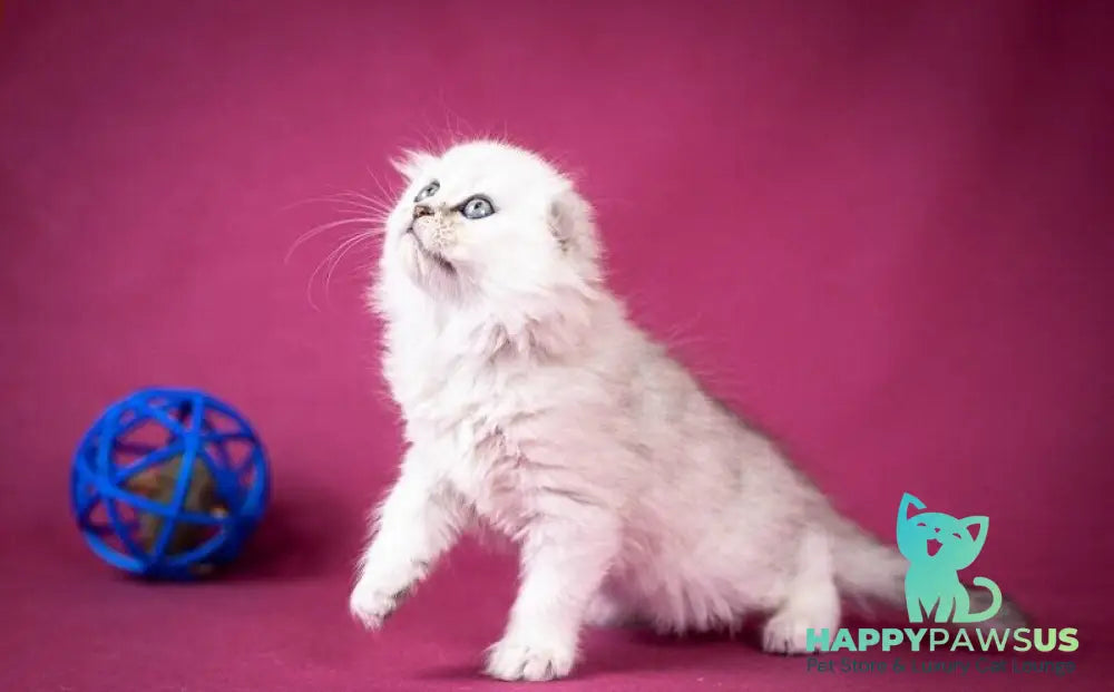 Catrina Scottish Fold female black silver shaded - live animals