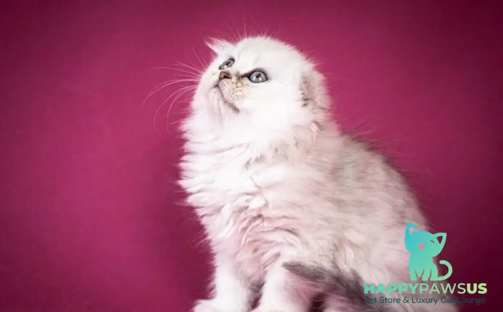 Catrina Scottish Fold female black silver shaded - live animals