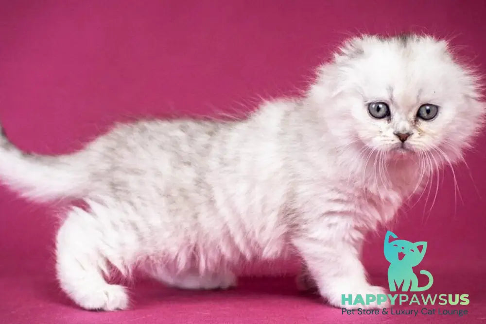 Catrina Scottish Fold female black silver shaded - live animals