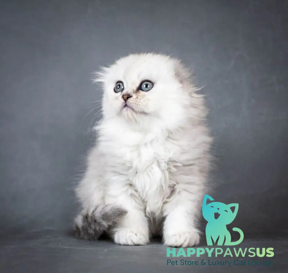 Catrina Scottish Fold female black silver shaded - live animals