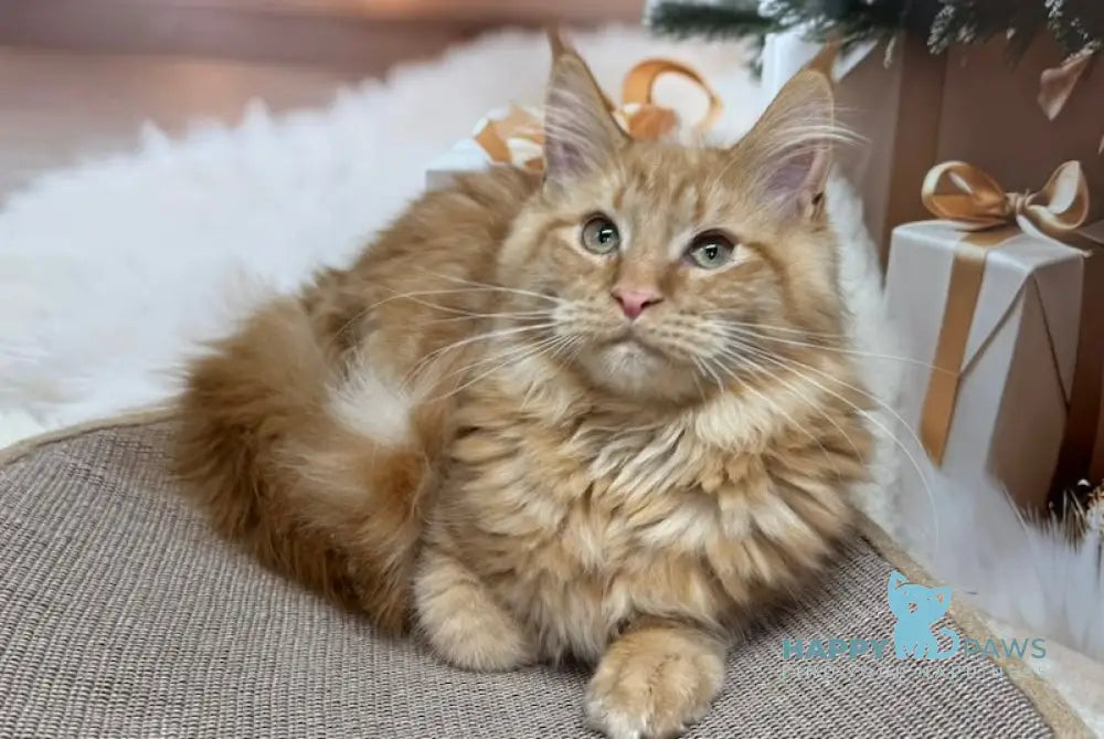 Catu Maine Coon male red live animals