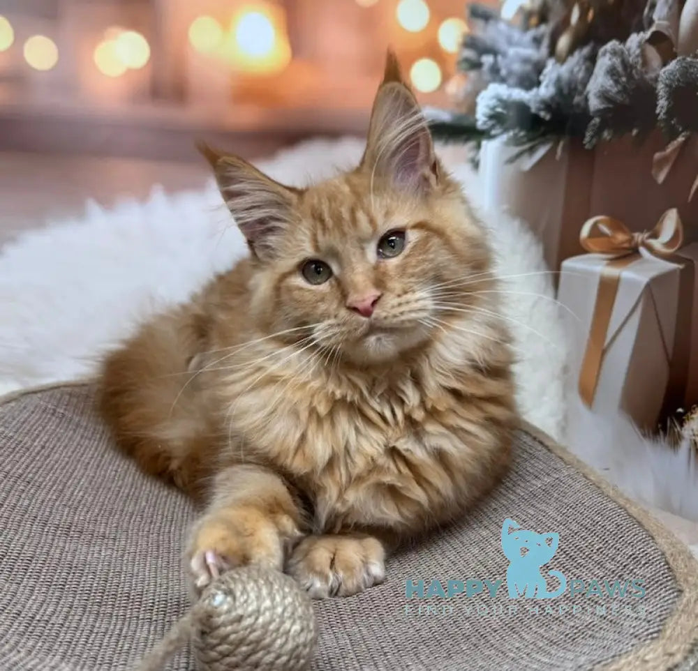 Catu Maine Coon male red live animals
