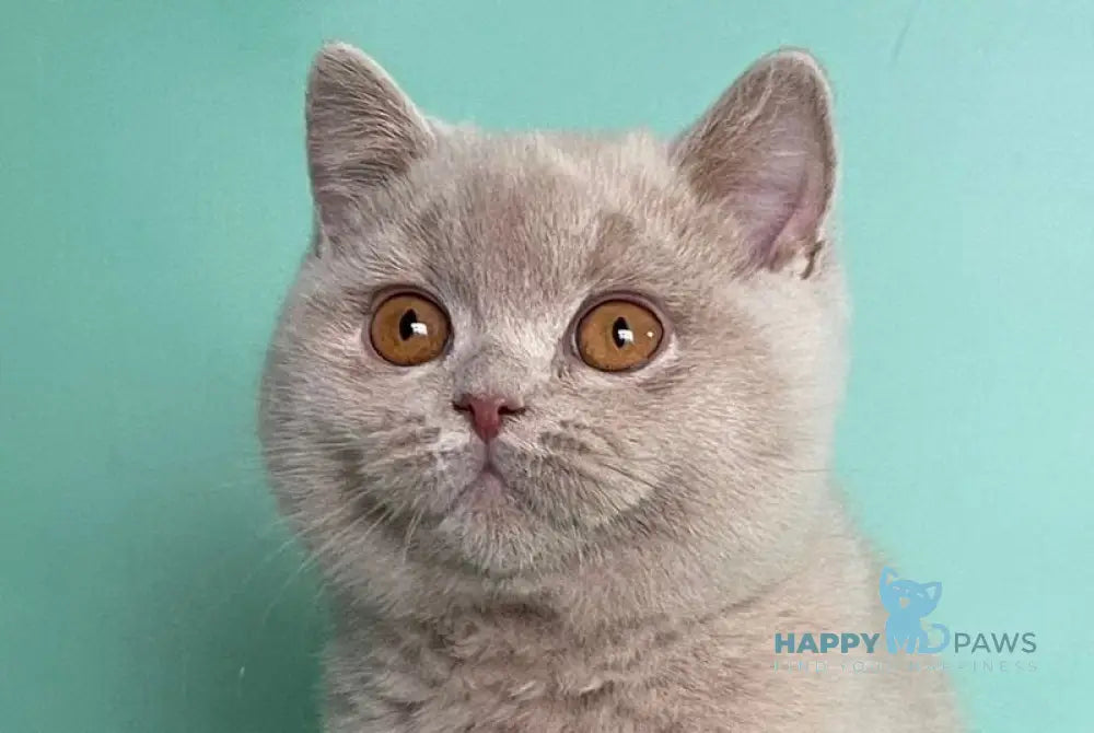 Caya British Shorthair female lilac live animals
