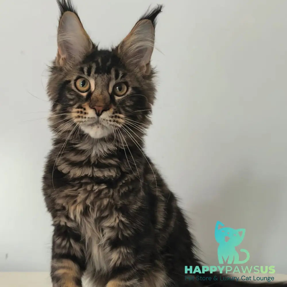 Ceasar Maine Coon polydactyl 6x6x6x6 male black tabby - live animals