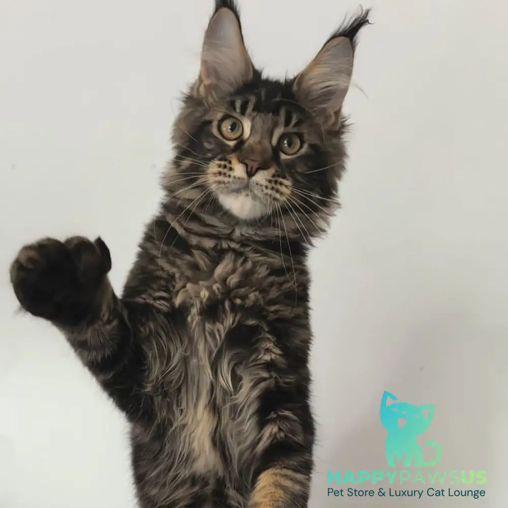 Ceasar Maine Coon polydactyl 6x6x6x6 male black tabby - live animals