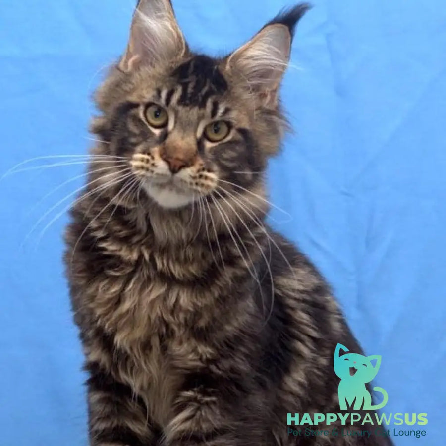 Ceasar Maine Coon polydactyl 6x6x6x6 male black tabby - live animals