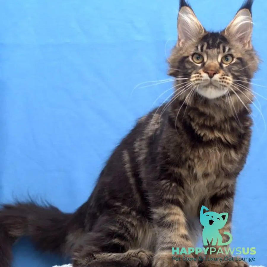 Ceasar Maine Coon polydactyl 6x6x6x6 male black tabby - live animals