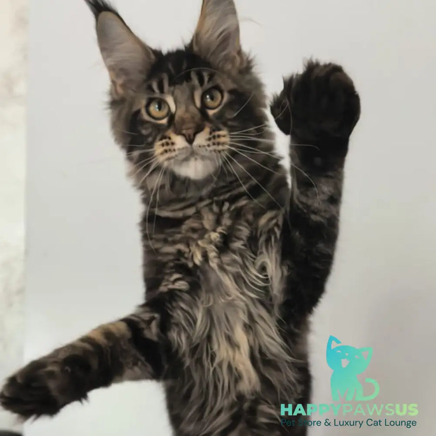 Ceasar Maine Coon polydactyl 6x6x6x6 male black tabby - live animals