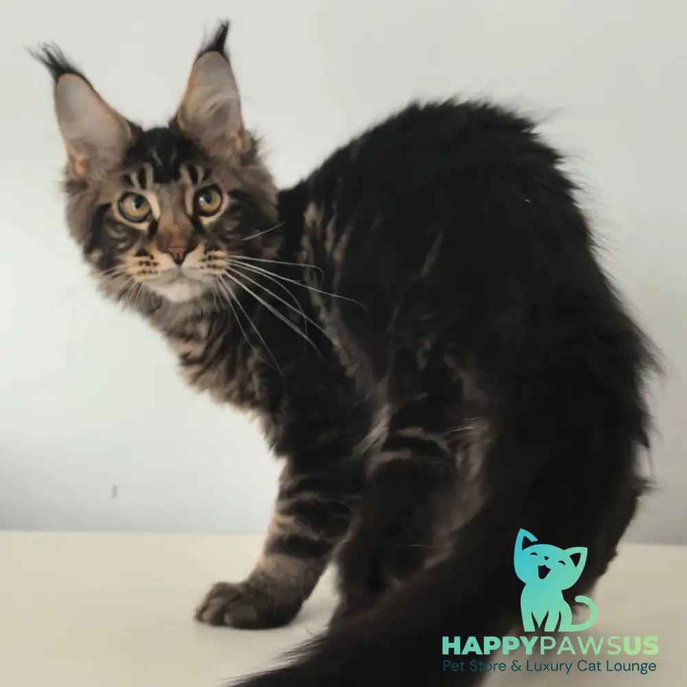 Ceasar Maine Coon polydactyl 6x6x6x6 male black tabby - live animals