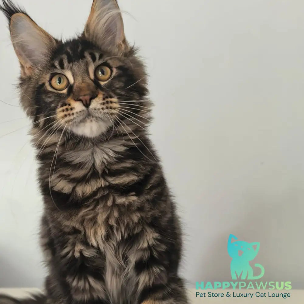 Ceasar Maine Coon polydactyl 6x6x6x6 male black tabby - live animals