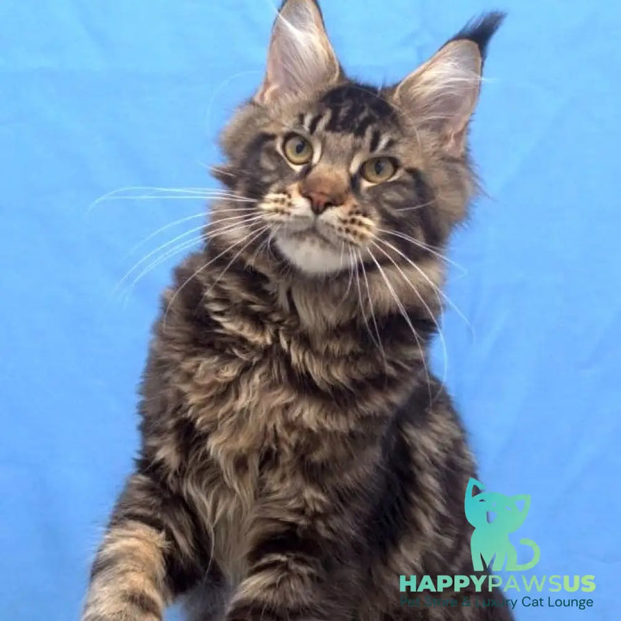 Ceasar Maine Coon polydactyl 6x6x6x6 male black tabby - live animals