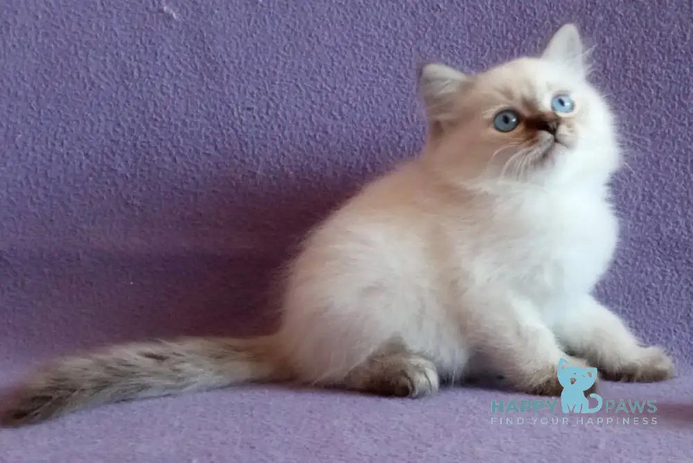 Cecero Neva Masquerade male blue tabby live animals