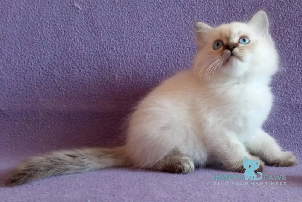 Cecero Neva Masquerade male blue tabby live animals