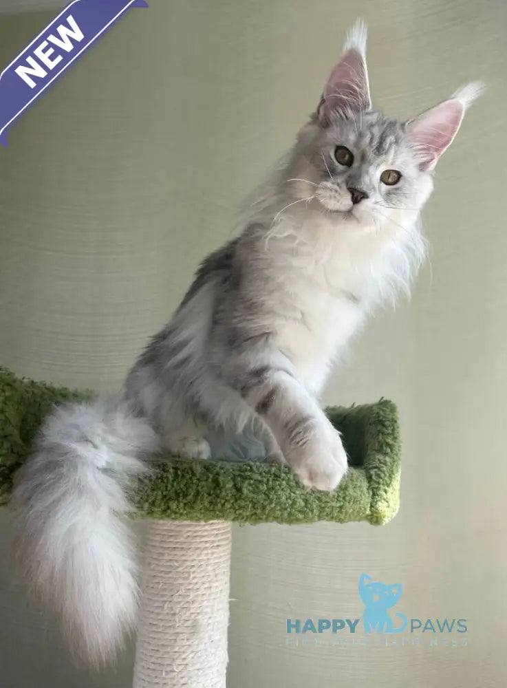 Cecilia Maine Coon female black silver tabby - live animals